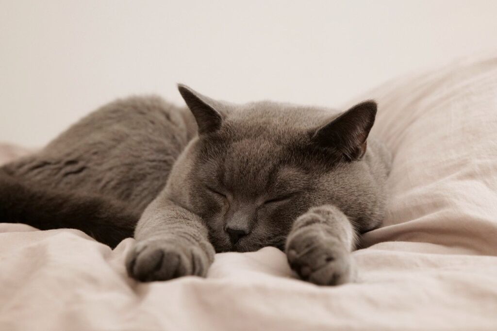 A cat sleeping peacefully