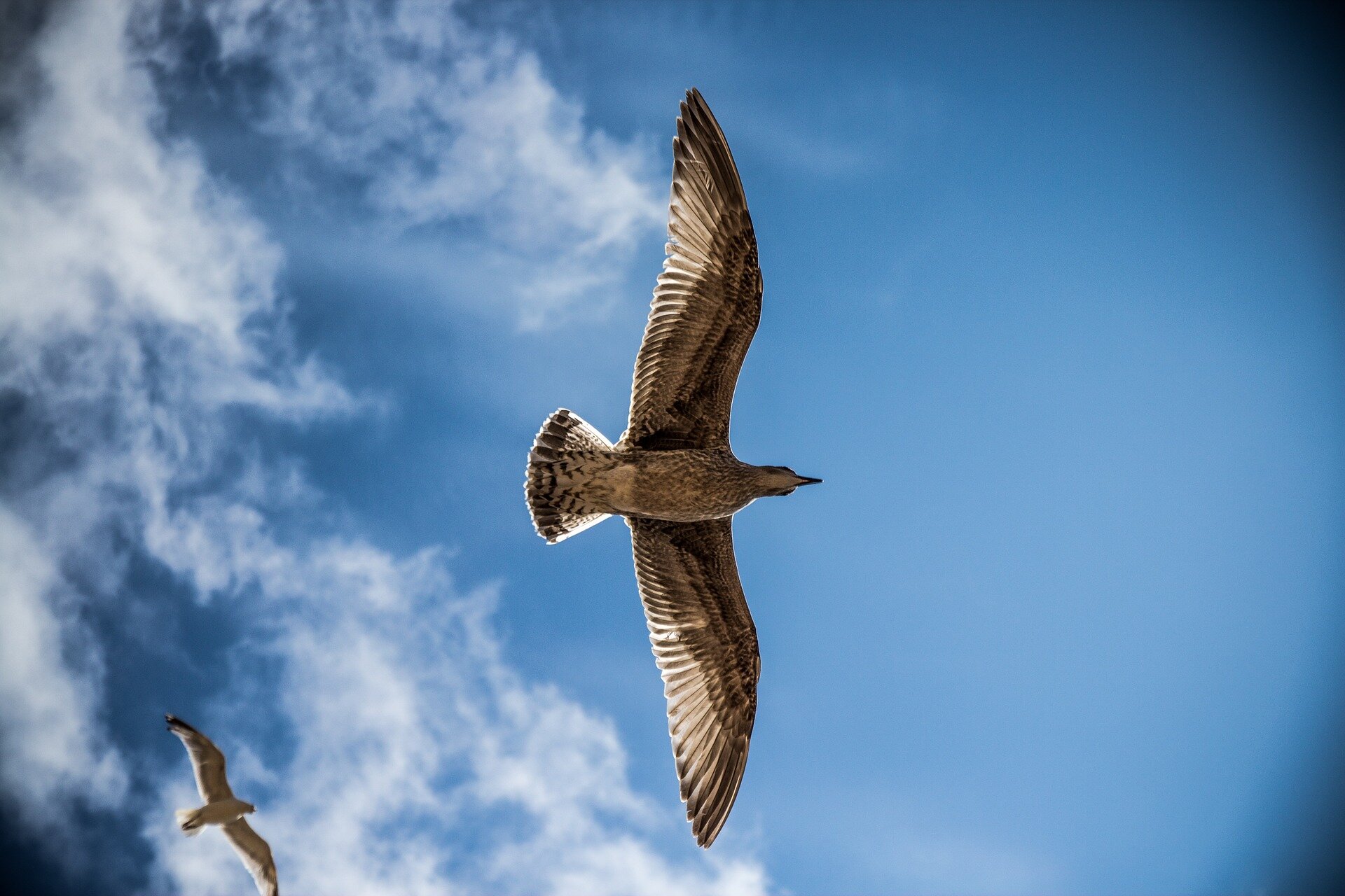 A sea gull floats on the breeze